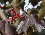 Acer platanoides