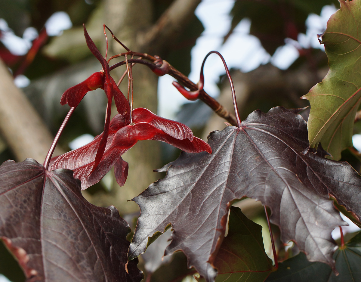 Изображение особи Acer platanoides.