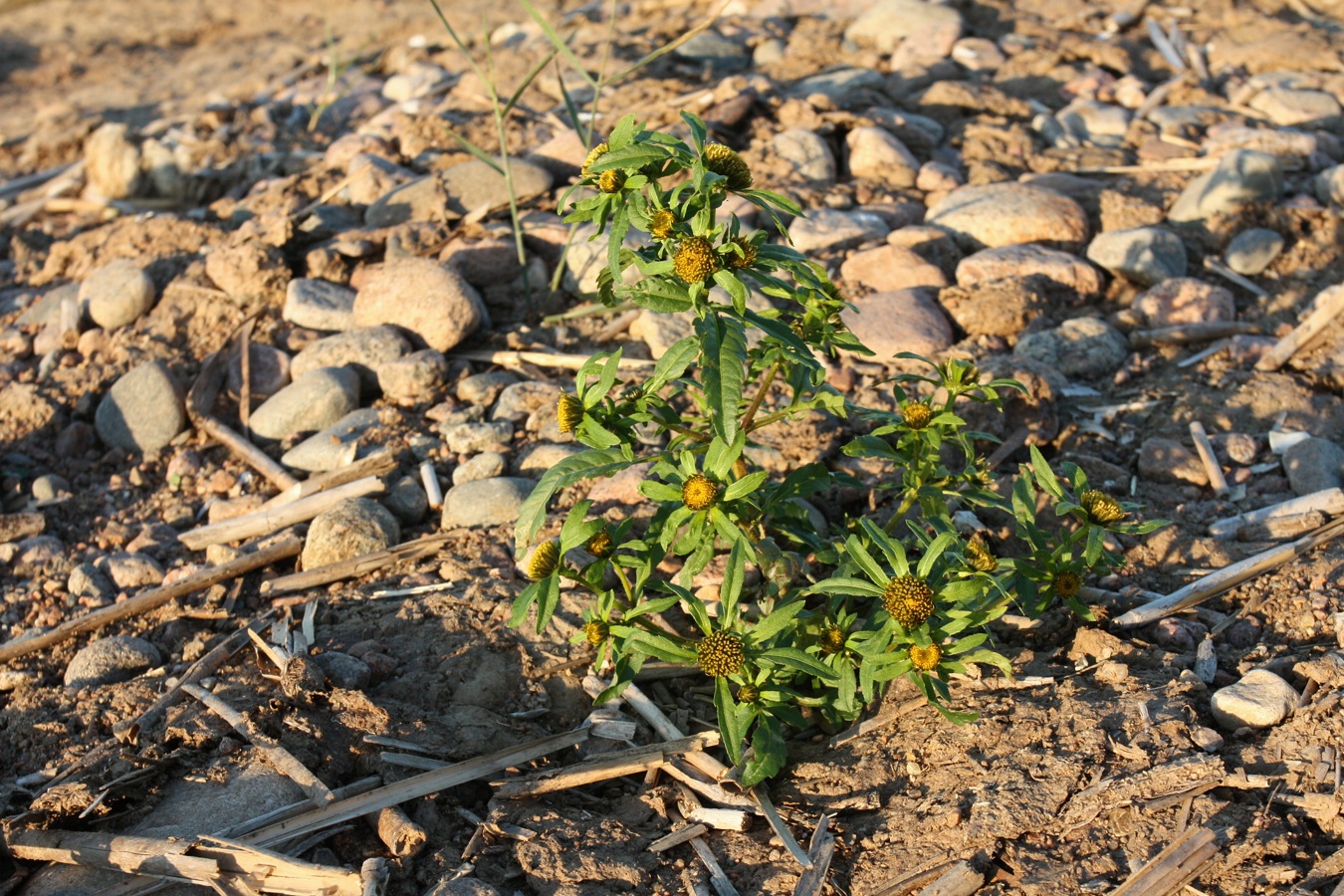 Image of Bidens radiata specimen.