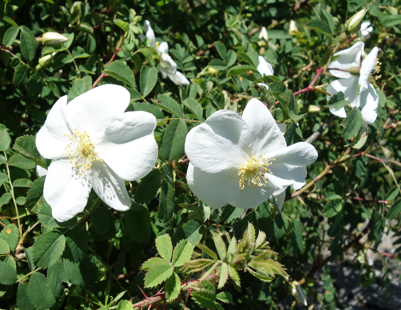 Image of Rosa alberti specimen.