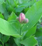 Calycanthus floridus. Верхушка побега с бутонами. Крым, Симферополь, ботсад университета. 12 июля 2010 г.