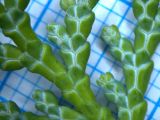 Chamaecyparis obtusa