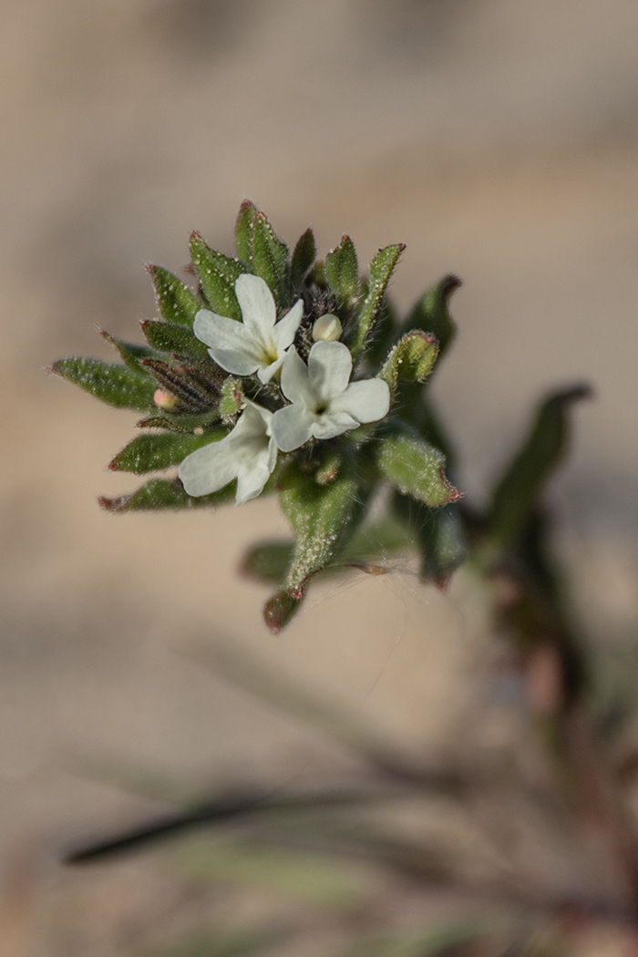 Изображение особи Buglossoides arvensis.