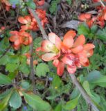 Chaenomeles japonica. Побеги с цветками. Тверская обл., г. Тверь, Заволжский р-н, пос. Киселёво, около частного дома. 7 мая 2019 г.