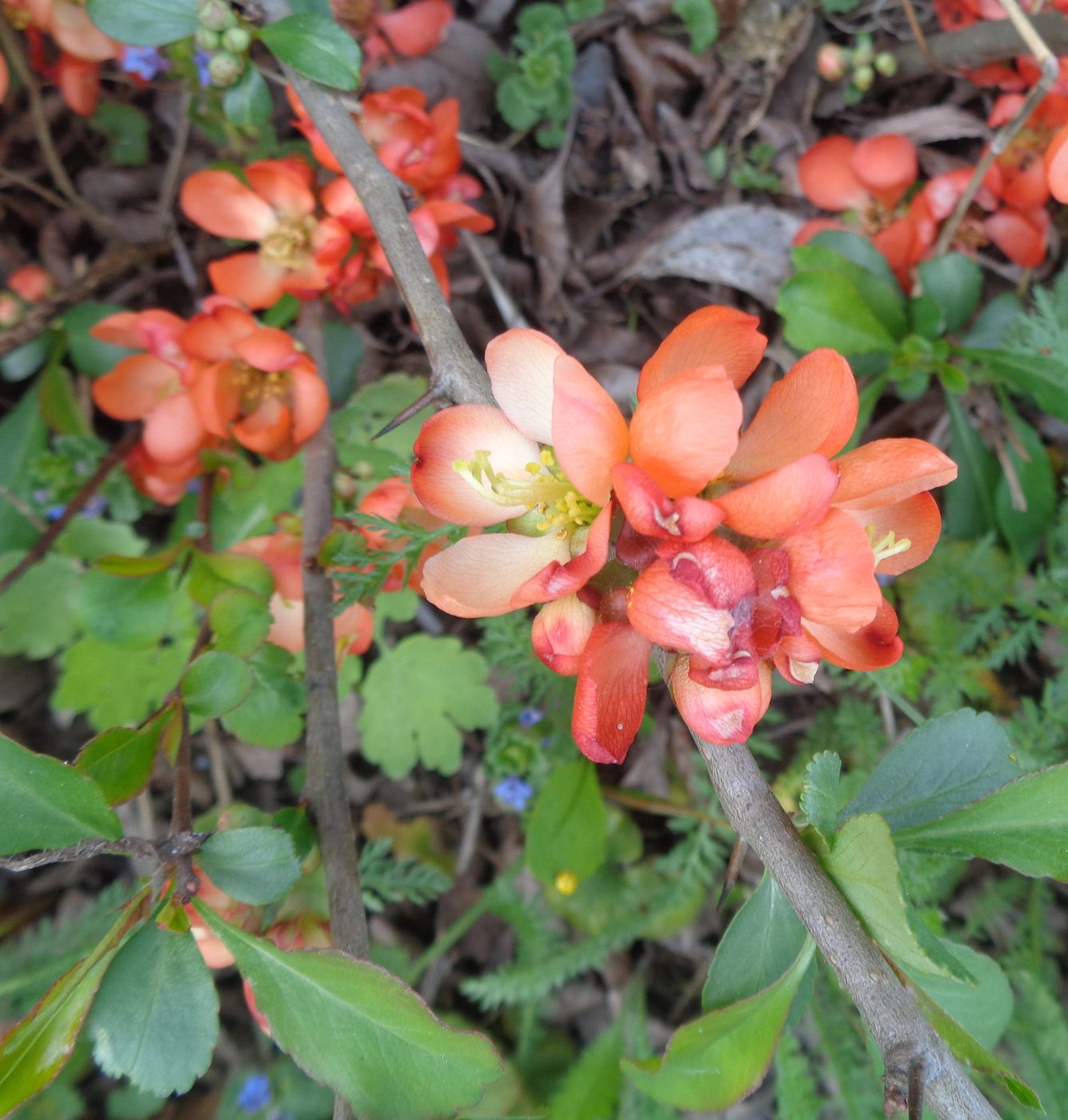 Image of Chaenomeles japonica specimen.