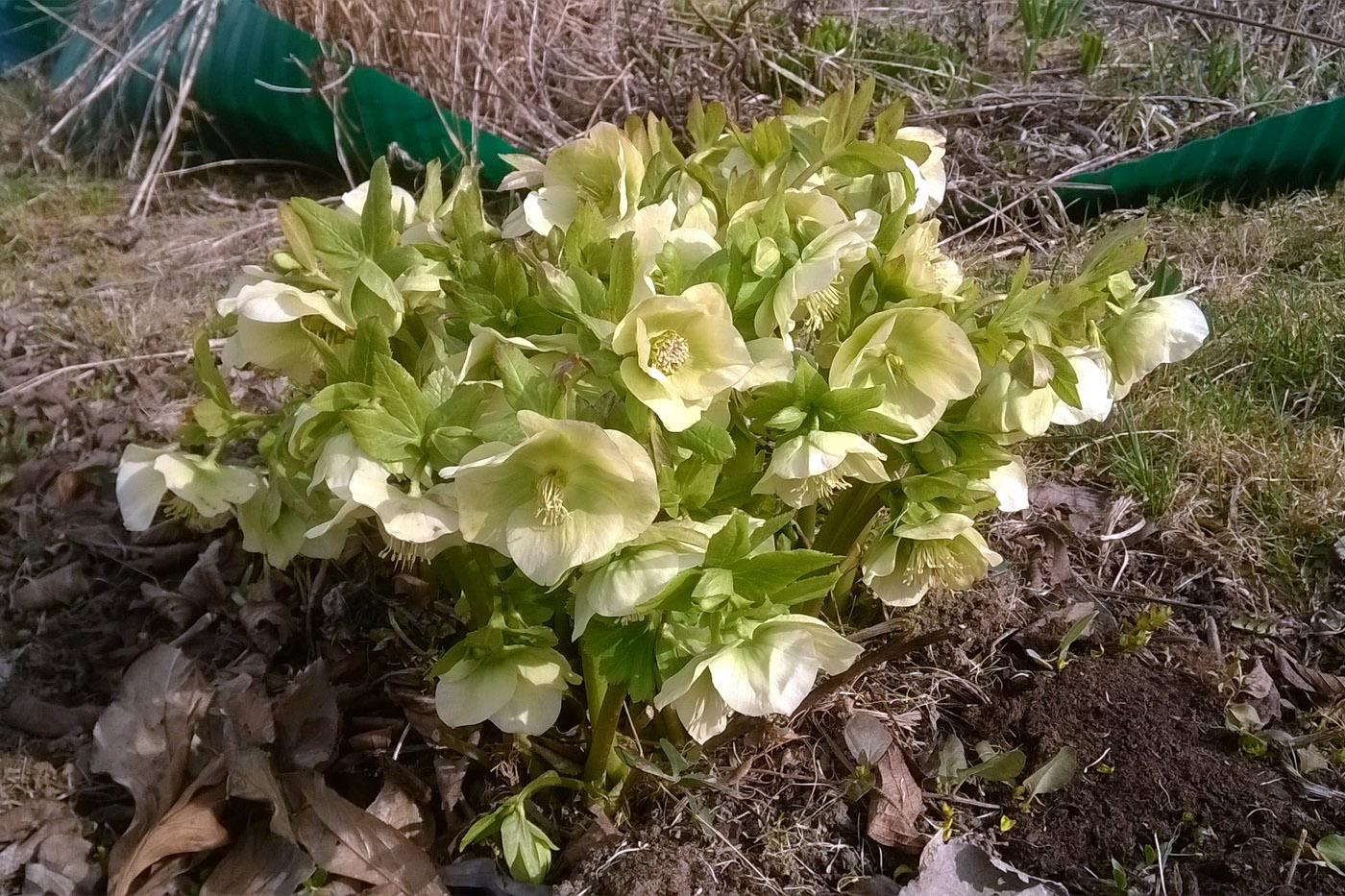 Image of genus Helleborus specimen.