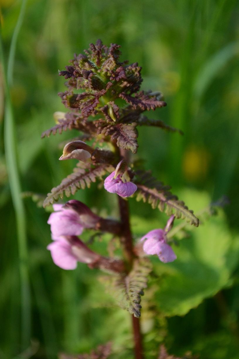 Image of Pedicularis palustris specimen.