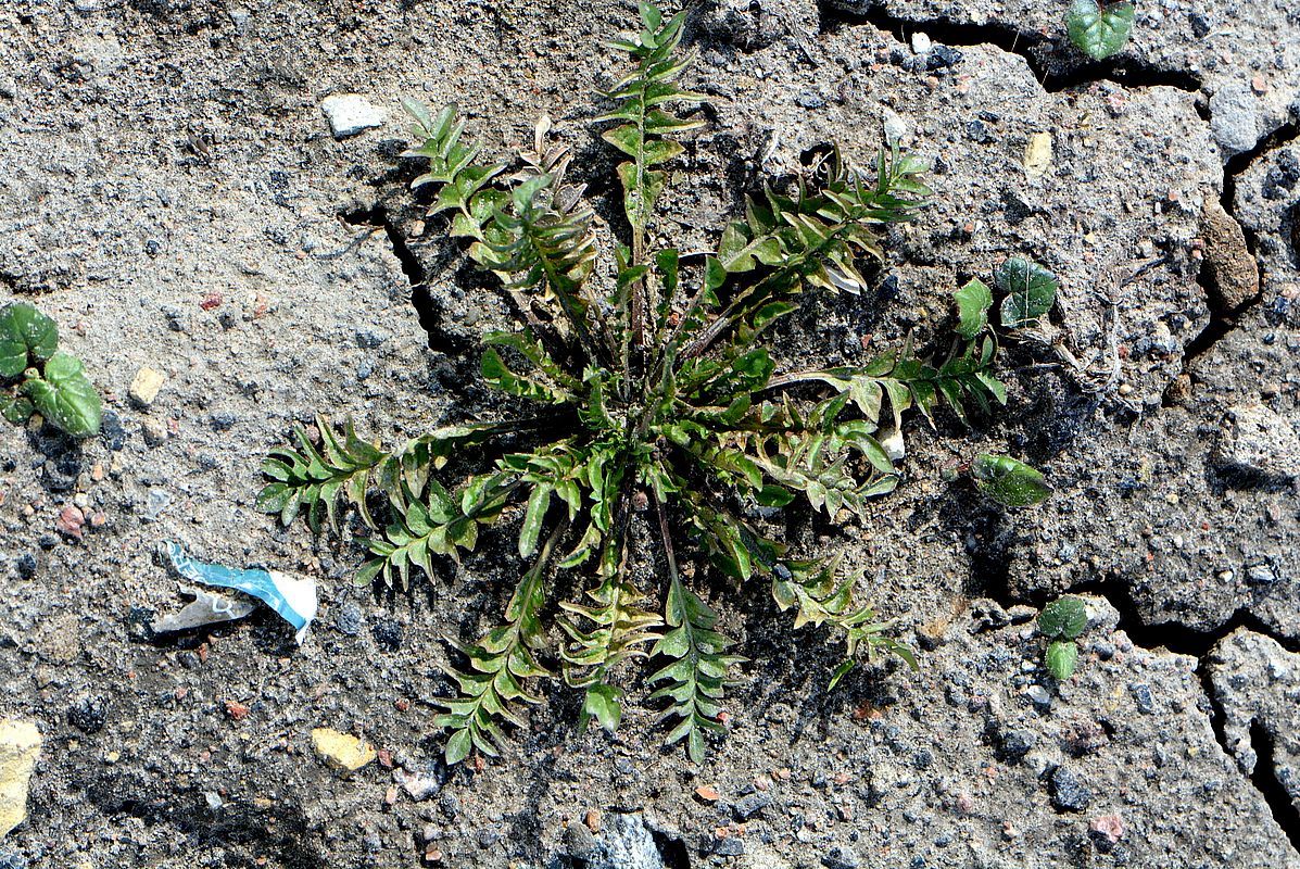 Image of Capsella bursa-pastoris specimen.