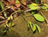 Corydalis repens. Плодоносящее растение. Приморский край, окр. г. Владивосток, долинный ясеневый лес. 19.05.2020.