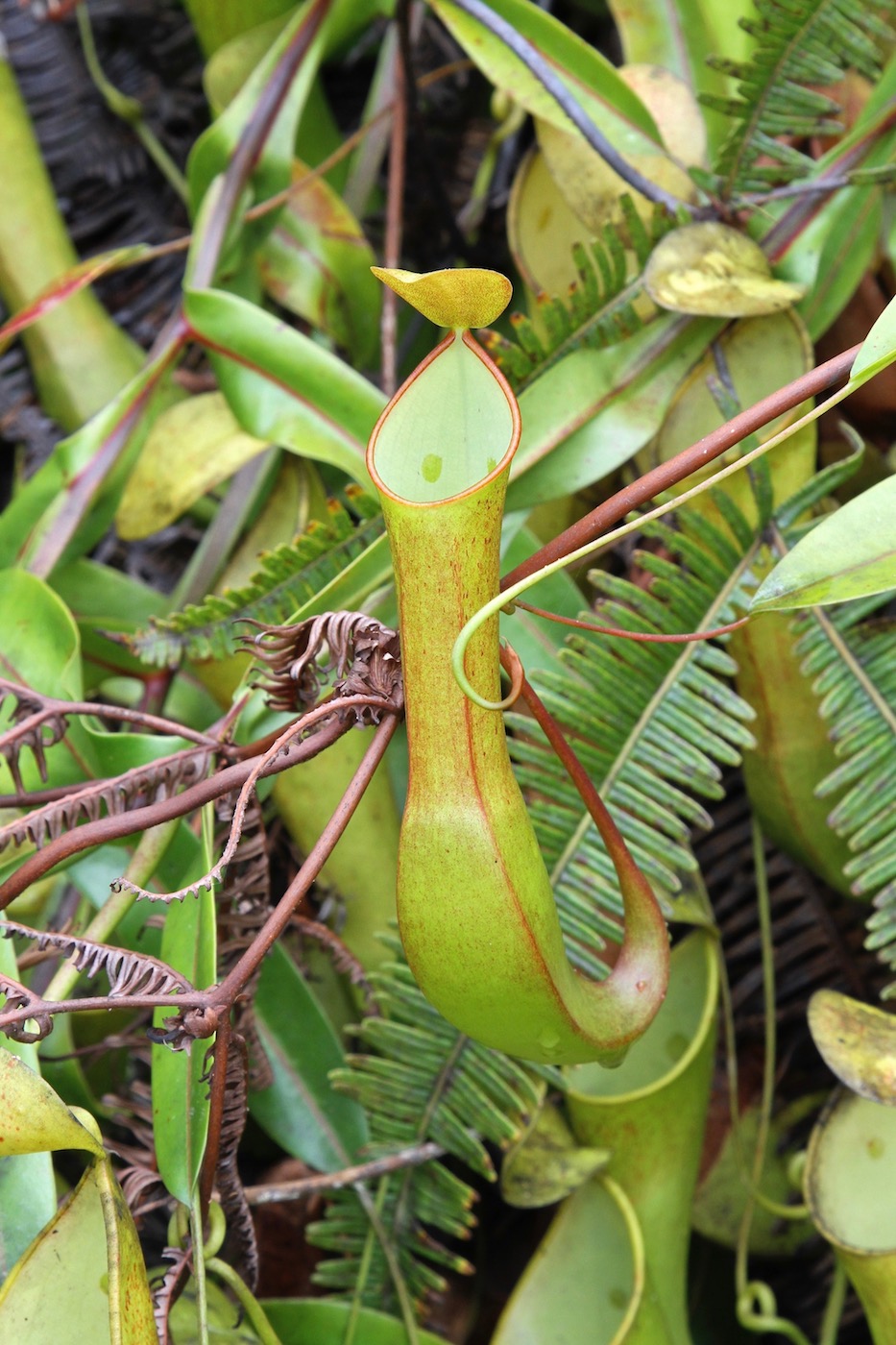 Изображение особи Nepenthes reinwardtiana.