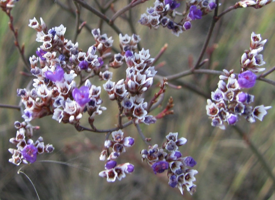 Изображение особи Limonium sareptanum.