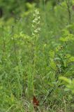 Platanthera bifolia. Цветущее растение. Крым, Симферопольский р-н, окр. с. Перевальное, ур. Аян, луг среди кустарников. 18 июня 2020 г.