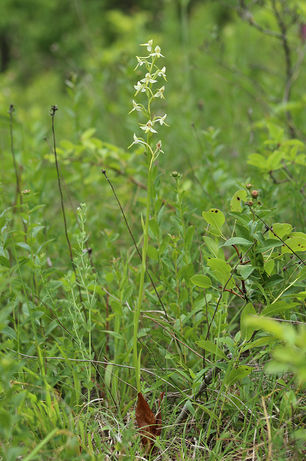 Изображение особи Platanthera bifolia.