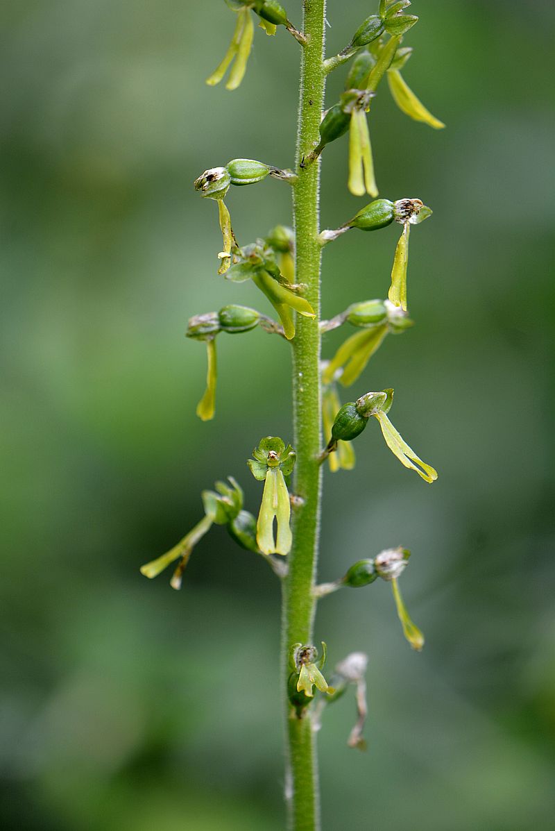 Изображение особи Listera ovata.