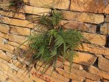 genus Pteris