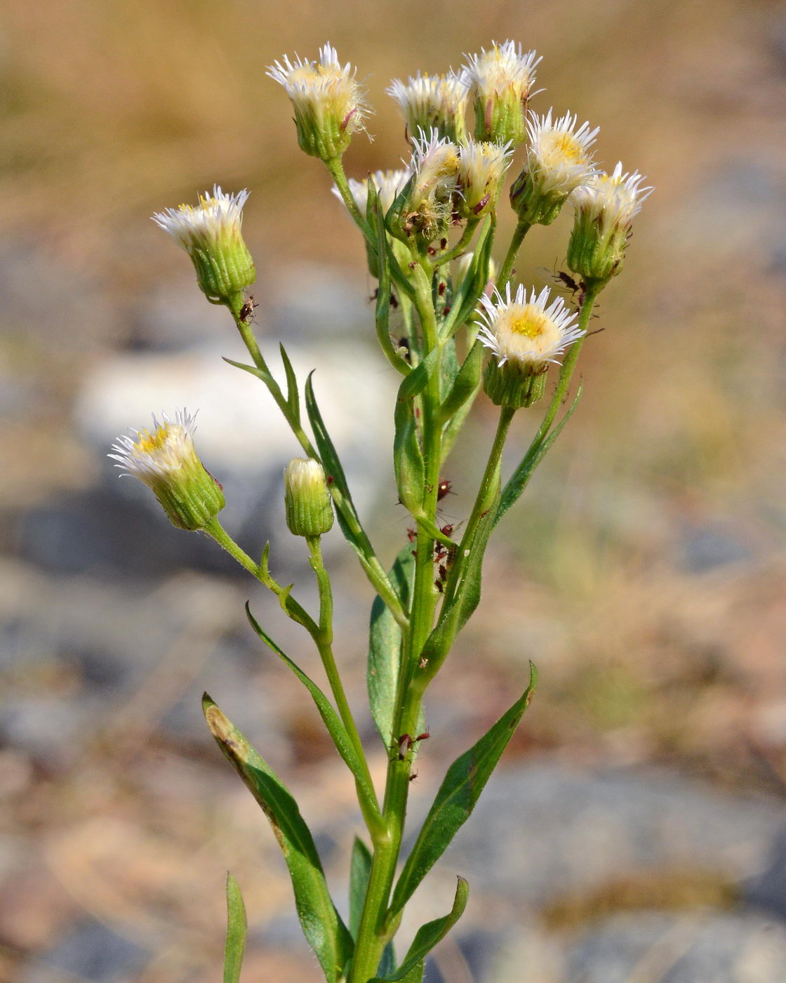 Изображение особи Erigeron acris.