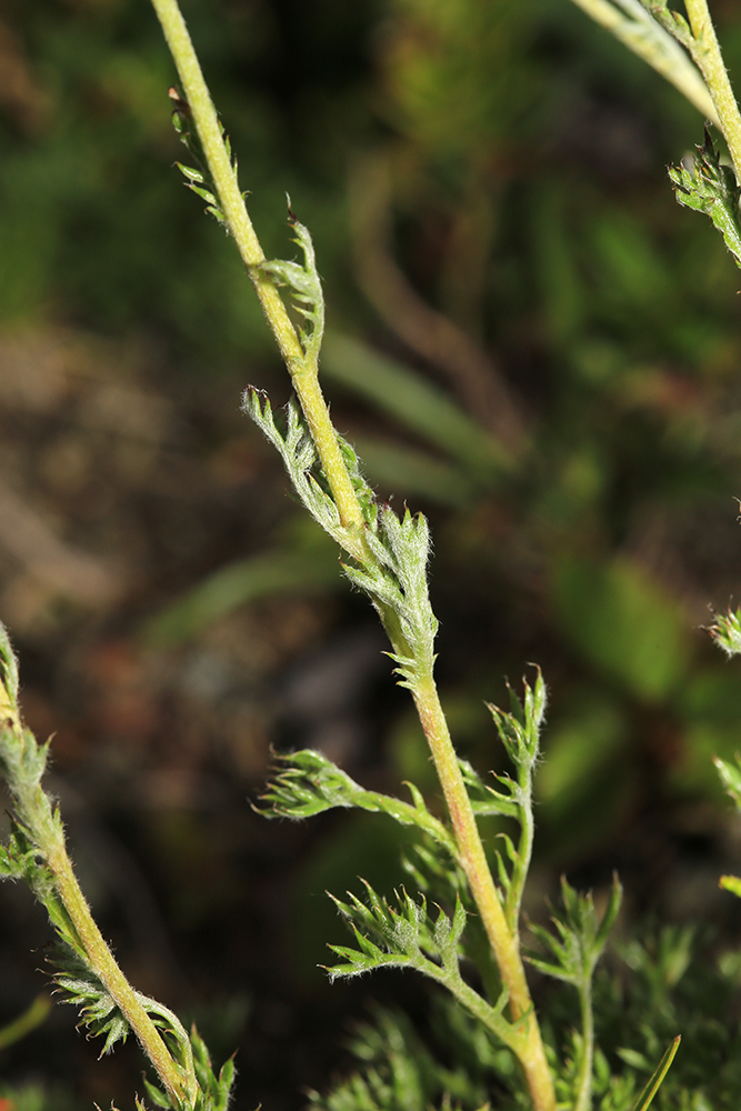 Image of Chrysanthemum oreastrum specimen.