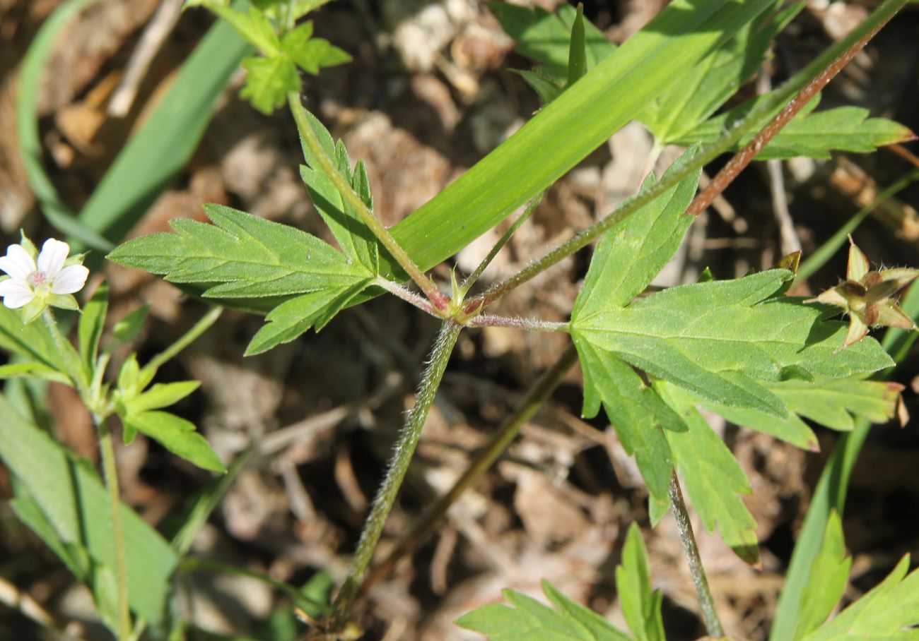 Image of Geranium sibiricum specimen.