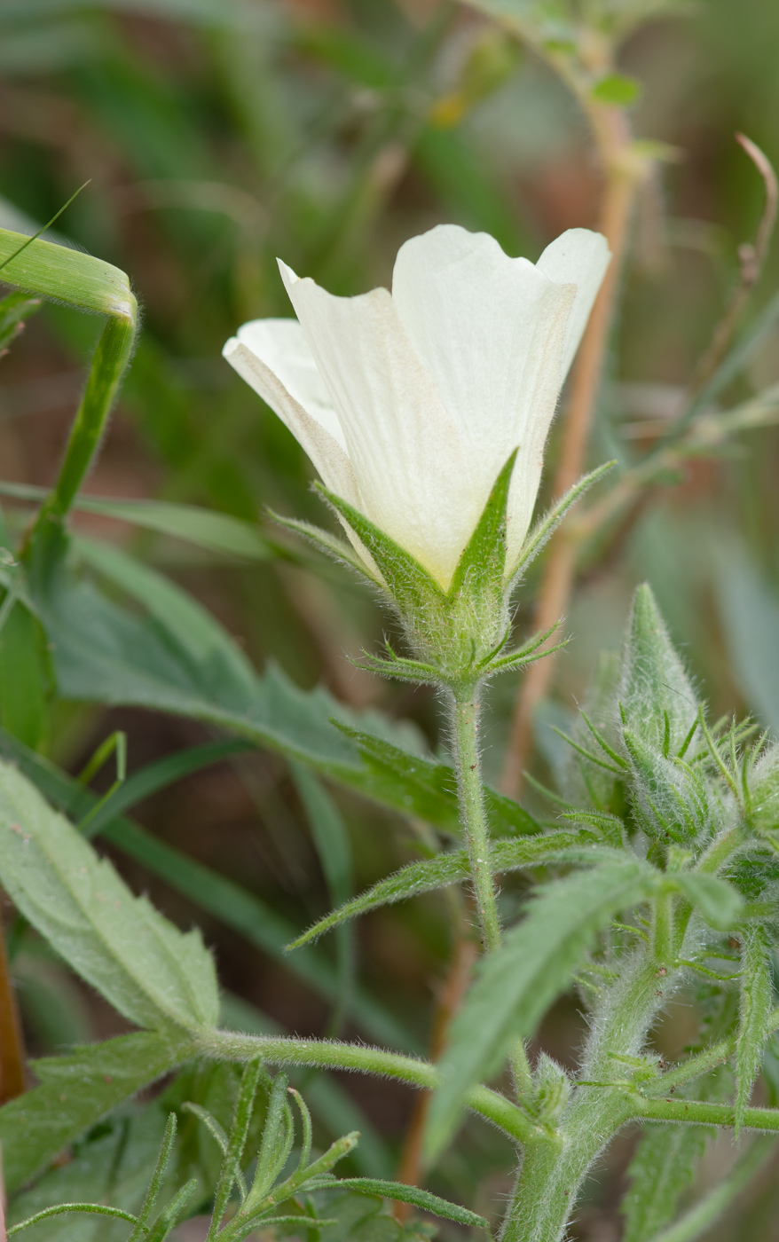 Изображение особи Hibiscus fleckii.