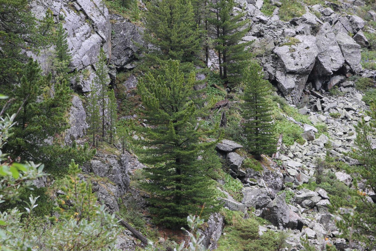 Изображение особи Pinus sibirica.