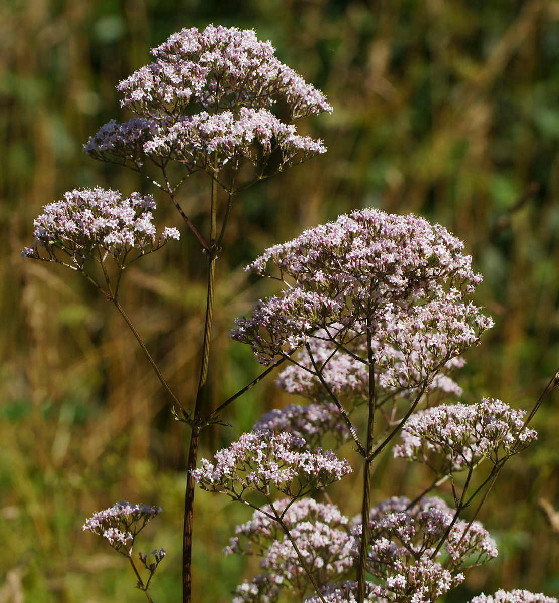 Image of Valeriana officinalis specimen.