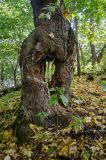 Acer platanoides. Нижняя часть ствола старого дерева с дуплом. Башкортостан, Гафурийский р-н, окр. дер. Толпарово, долина р. Зилим, вершина скального массива, которым гора Мамбет обрывается в реку, широколиственный лес. 1 сентября 2020 г.