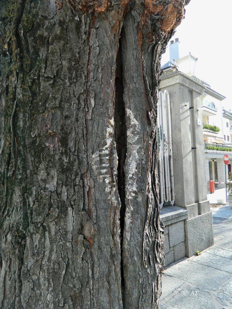 Image of Gleditsia triacanthos specimen.