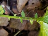 Geum urbanum. Верхняя часть черешка листа. Московская обл., Дмитровский р-н, окр. пос. Вербилки, смешанный лес (с преобладанием берёзы, осины и ели). 06.10.2020.