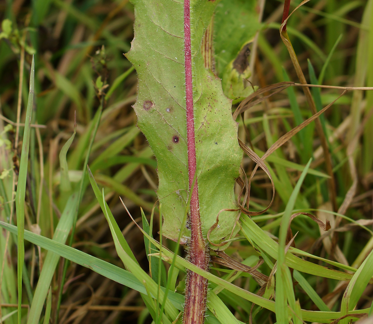 Image of Picris hieracioides specimen.