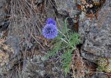 Echinops ruthenicus. Цветущее растение (рядом видны розетки листьев Orostachys spinosa). Башкирия, Учалинский р-н, хр. Нурали, ≈ 700 м н.у.м., каменистый склон. 22.07.2020.