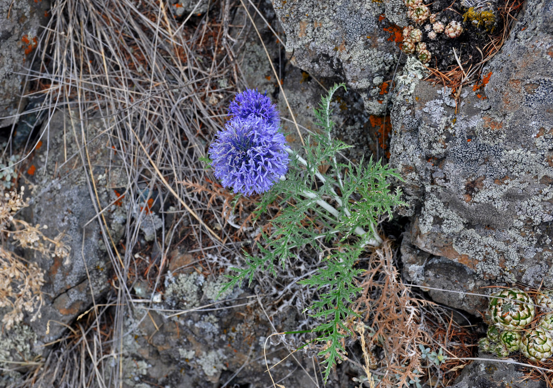 Изображение особи Echinops crispus.