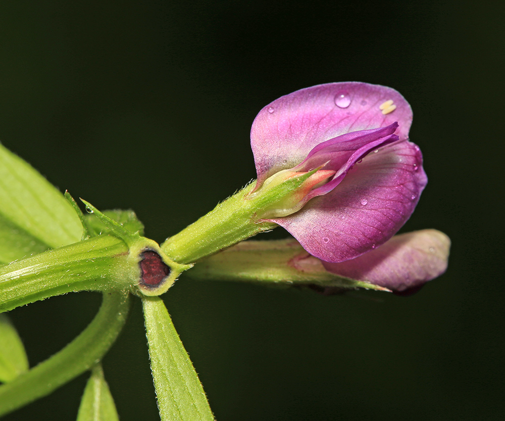 Изображение особи Vicia segetalis.