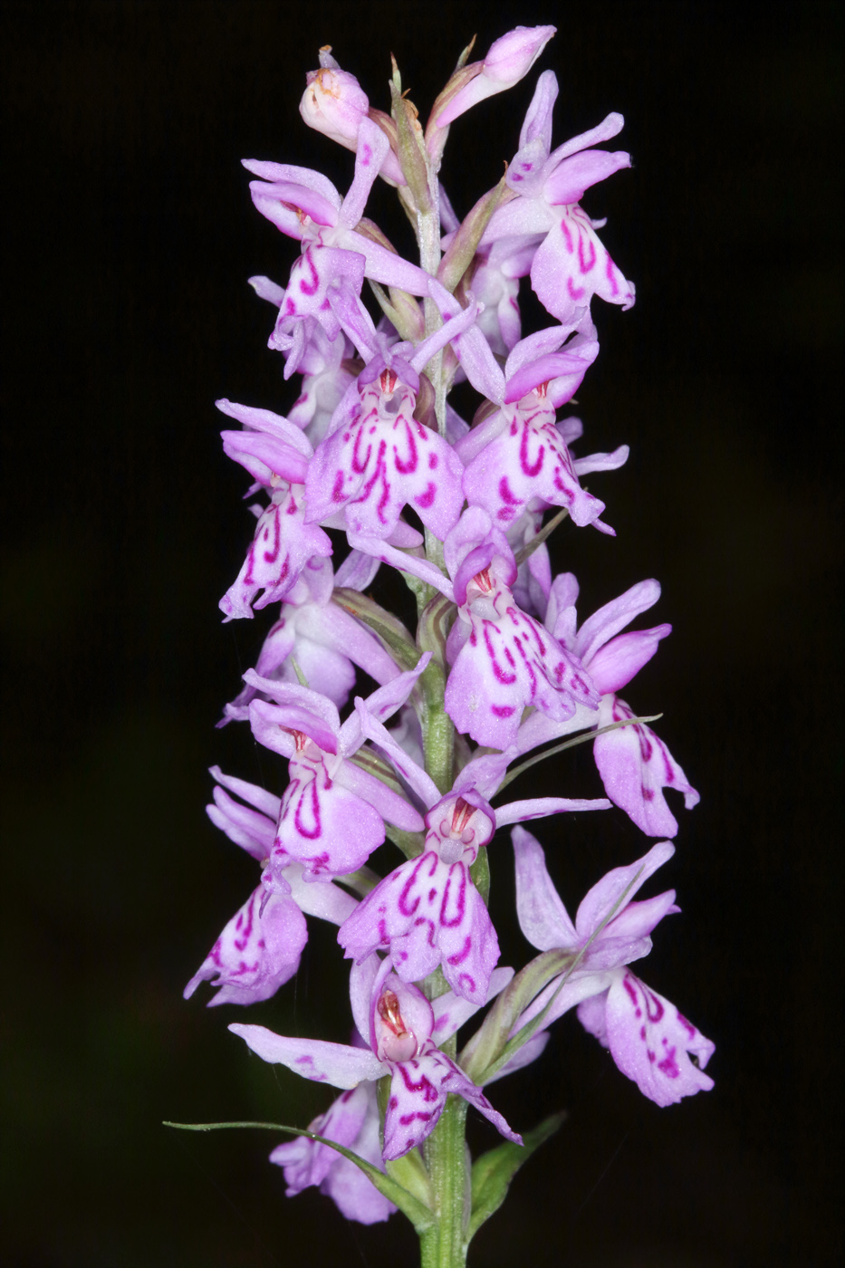 Image of Dactylorhiza fuchsii specimen.