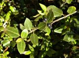Rhamnus alaternus