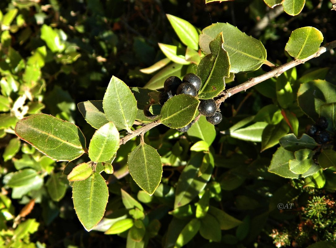 Image of Rhamnus alaternus specimen.