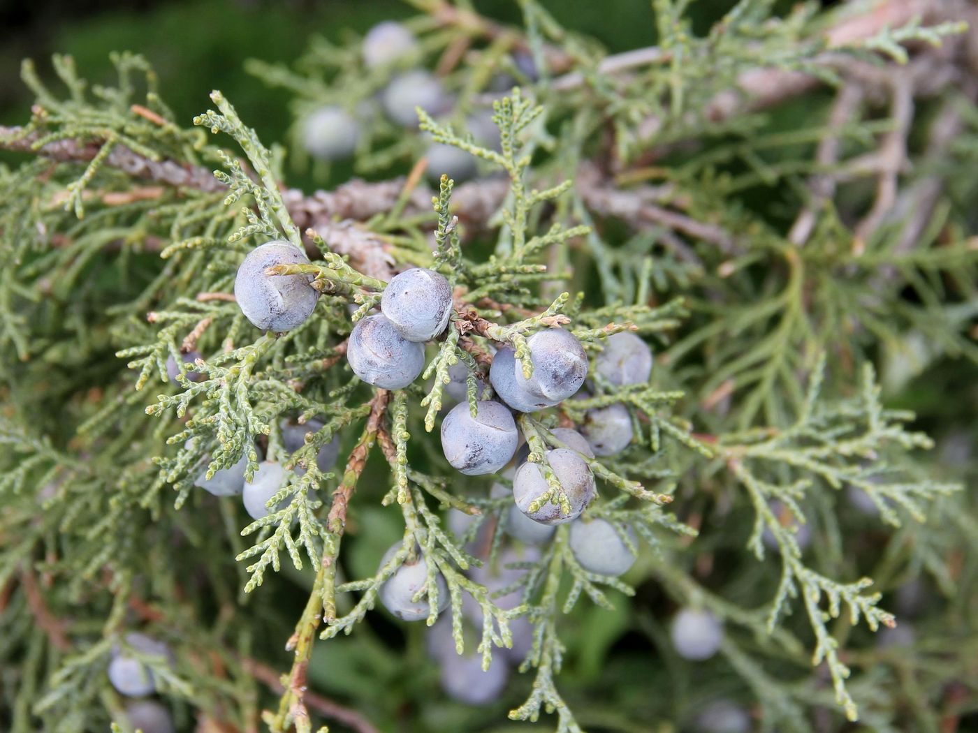 Image of Juniperus seravschanica specimen.