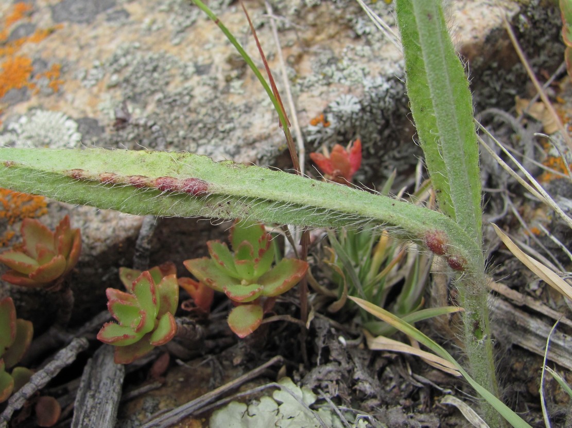 Изображение особи Pilosella echioides.