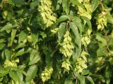 Carpinus orientalis
