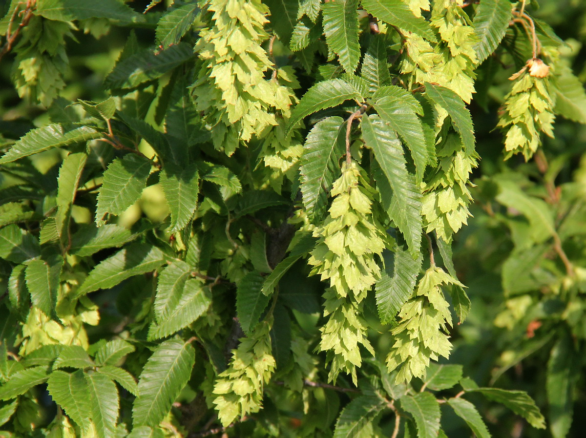 Изображение особи Carpinus orientalis.