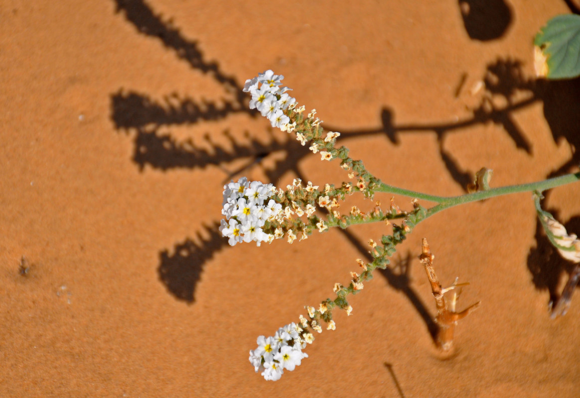 Image of Heliotropium suaveolens specimen.