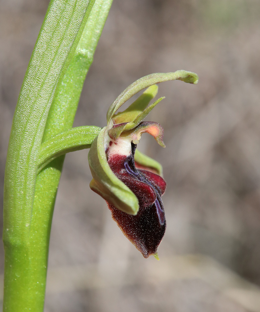 Изображение особи Ophrys mammosa.