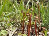 Onoclea sensibilis