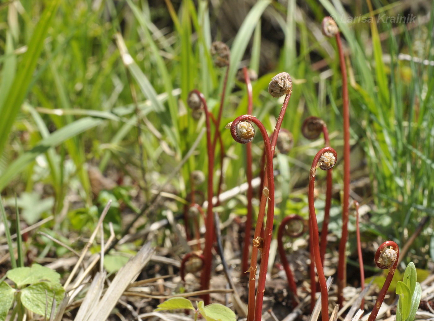 Изображение особи Onoclea sensibilis.