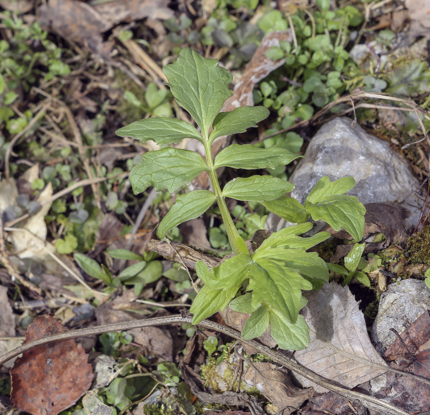 Изображение особи род Valeriana.