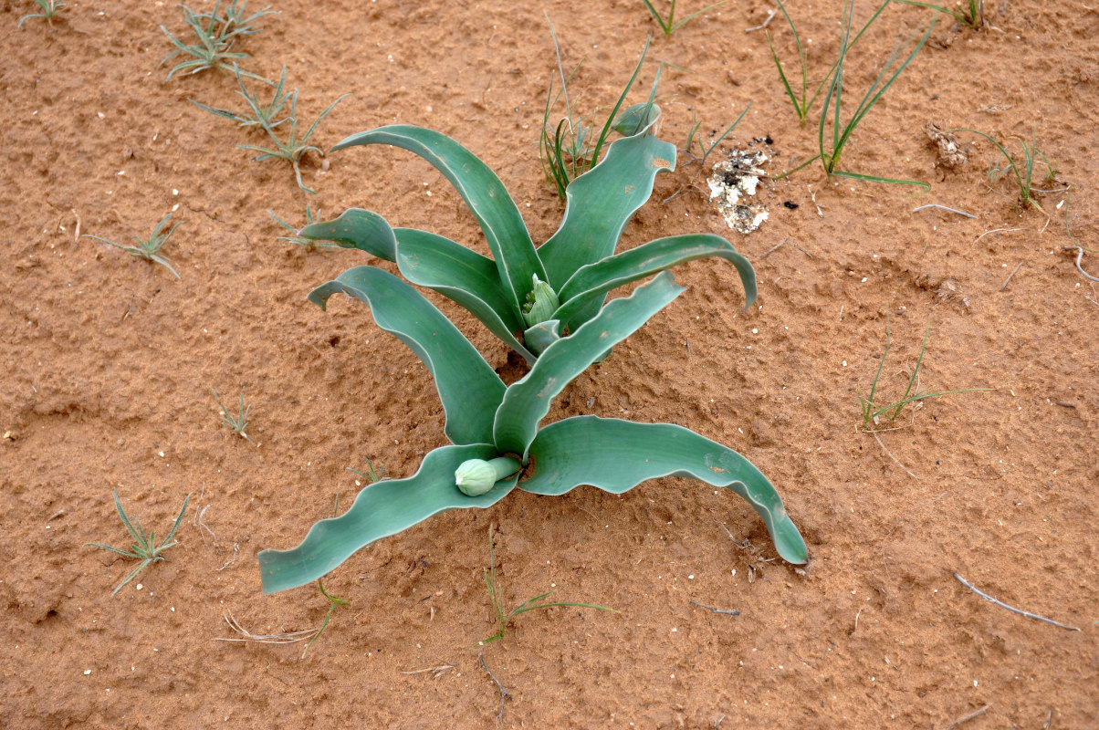 Image of Allium caspium specimen.