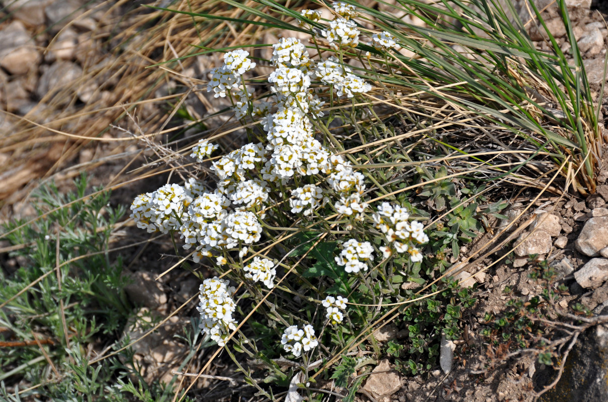 Image of Schivereckia podolica specimen.