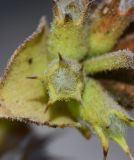 Image of taxon representative. Author is Татьяна Мальчинская