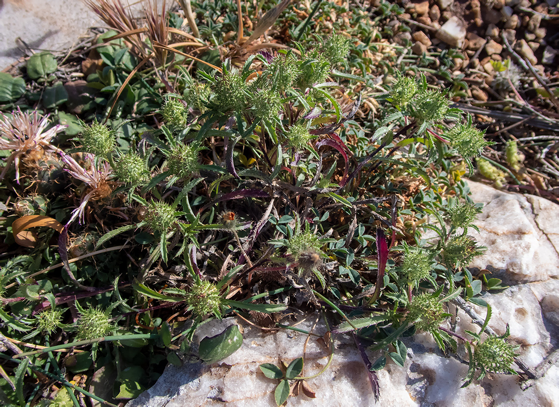 Image of Atractylis cancellata specimen.