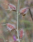 Astragalus hyrcanus. Часть соплодия. Дагестан, Дербентский р-н, побережье в окр. с. Деличобан, дюны. 12 июня 2021 г.