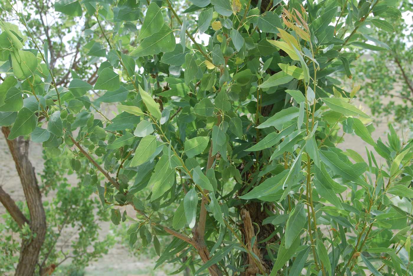 Image of Populus euphratica specimen.